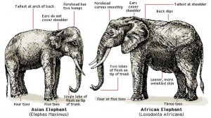 ELEPHANTS - DIFFERENCE BETWEEN ASIAN & AFRICAN