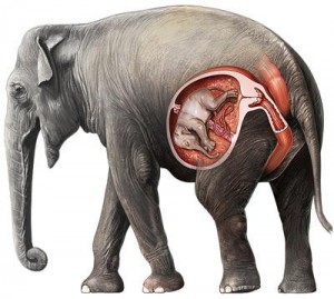 ELEPHANTS PREGNANT FOR TWO YEARS
