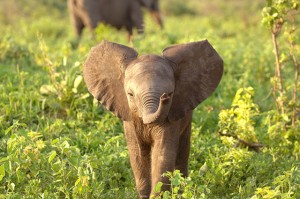 adorable-baby-elephant