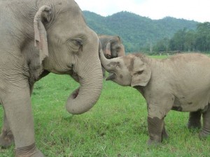 ELEPHANTS - BABY AND MOM