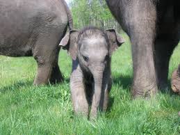 ELEPHANTS - BABY WITH PARENTS